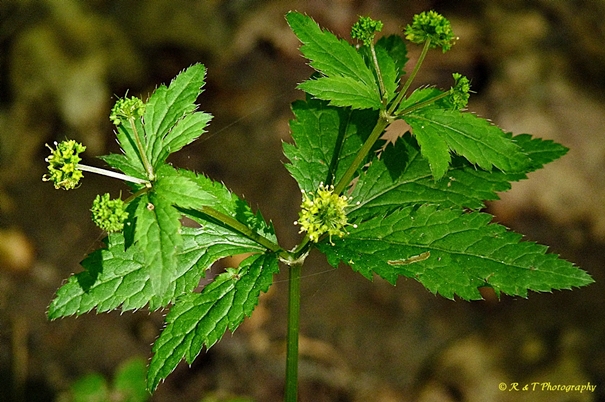 {Sanicula odorata}